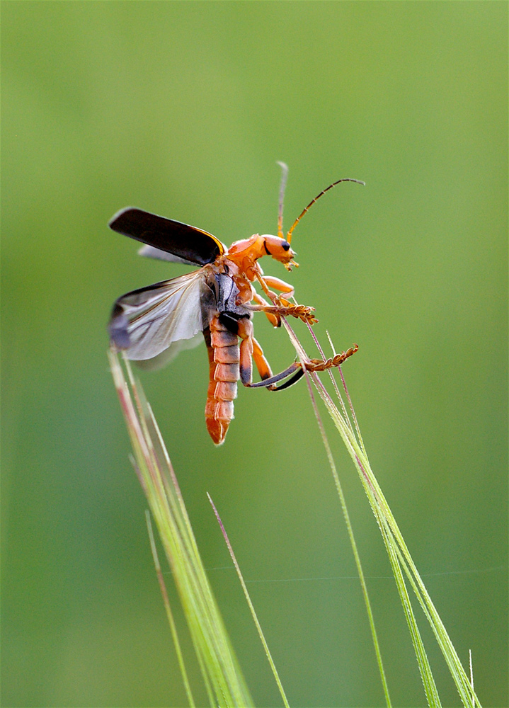 Tra un attimo...voler�!