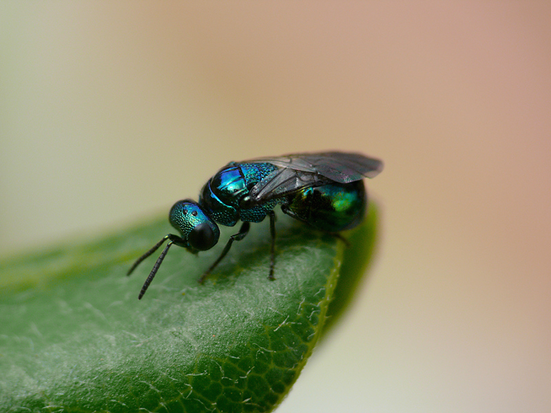 unknown (dedicata a Gibo)