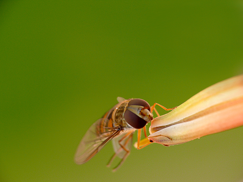 il baratro (dedicata a Pigi)