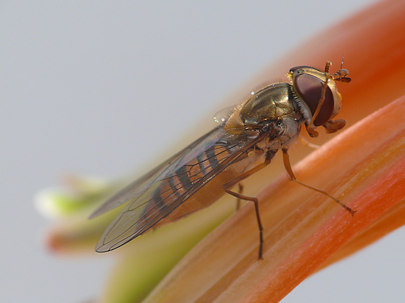 mal di testa (dedicata a luciano)
