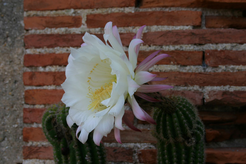 Fiore di cactus