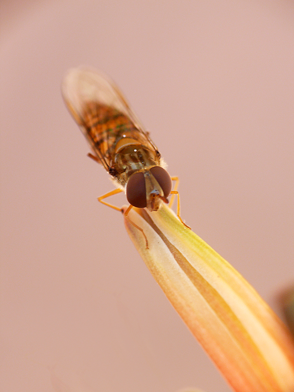 trampolino (dedicata a Gmassimo)