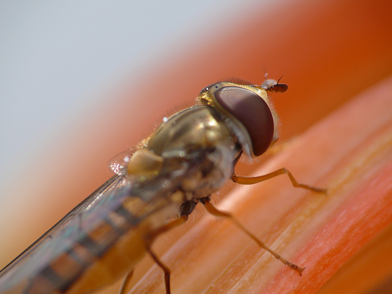 sei proprio un testone (dedicata al commenda Squarta)