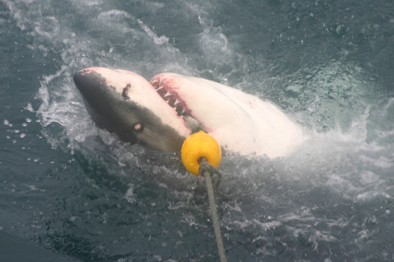 PRESO!Disse lo squalo!