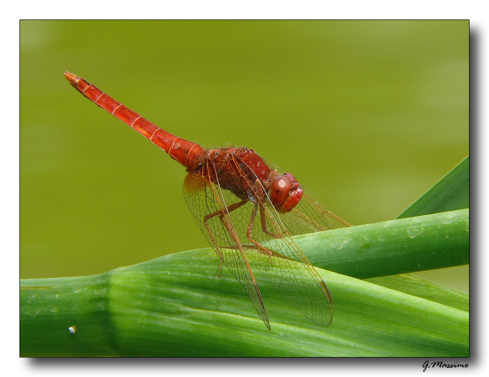 Libellula Rossa