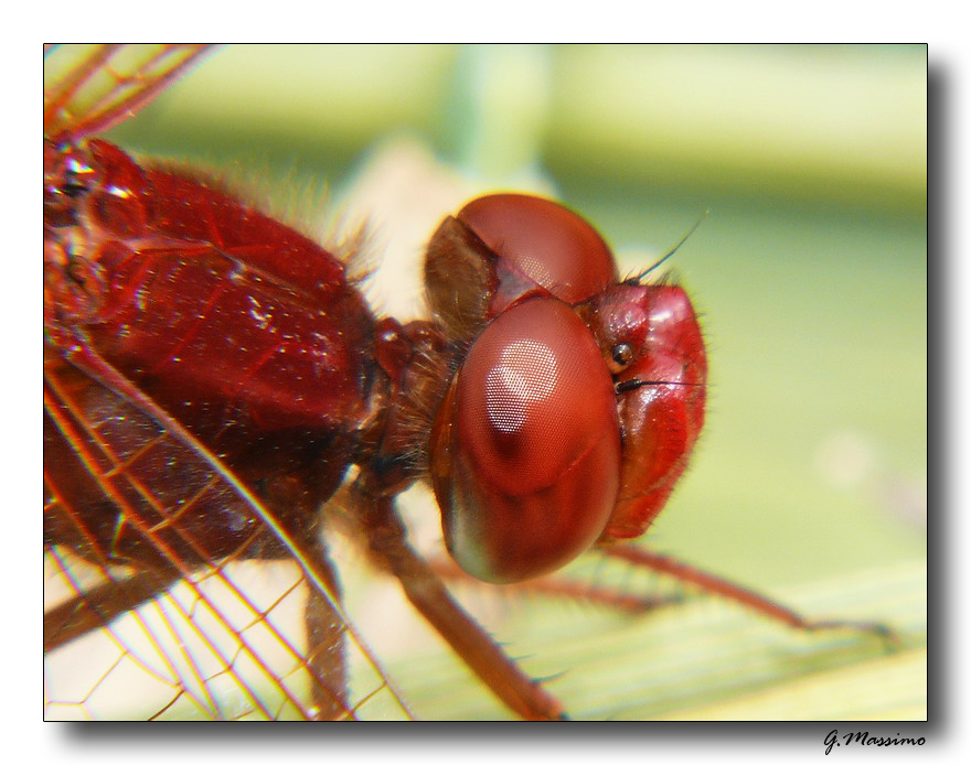 Libellula Rossa 3