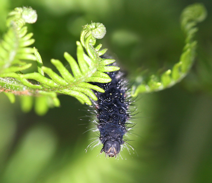 Ma quanto sono brucco ...