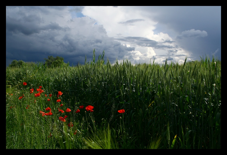 Postcard from Purgatory