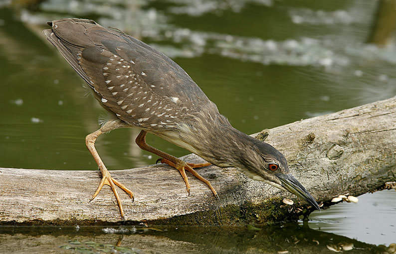 Renzo-Nitticora immatura