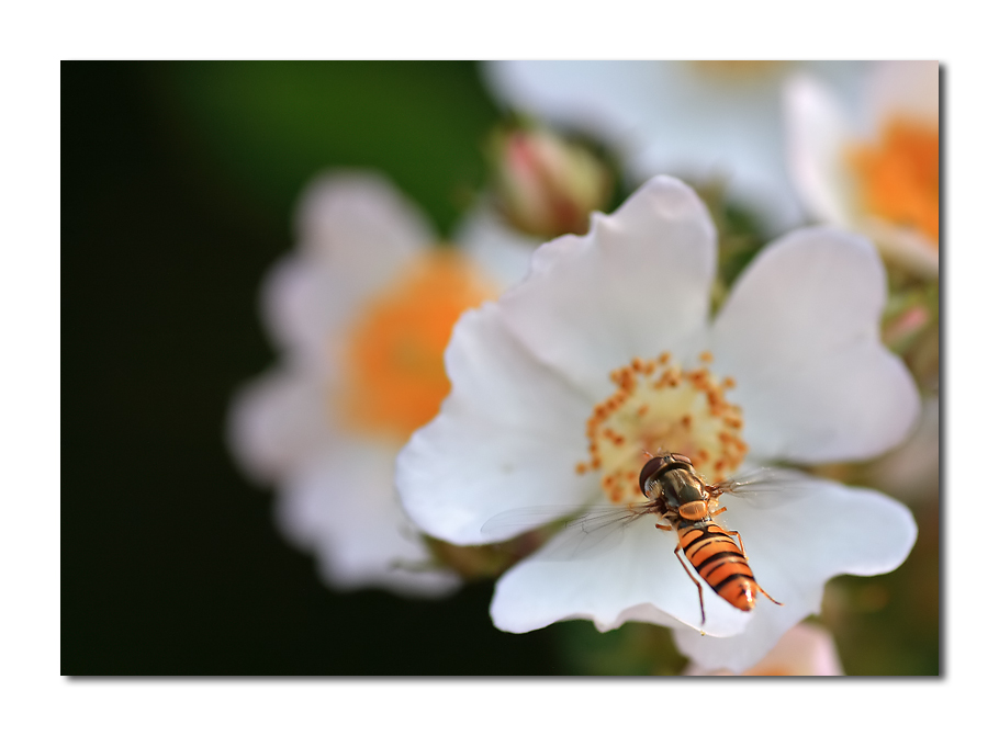 ....ora della merenda....