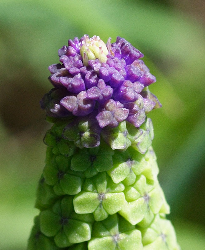 cono bigusto