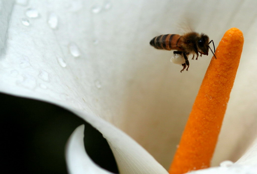 Ape che fa il peino su calla