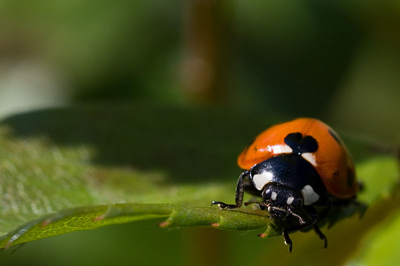 Coccinella in posa