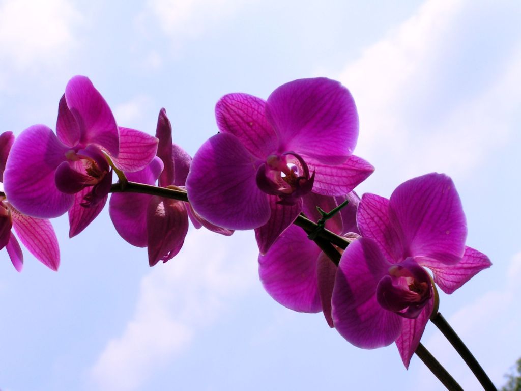 Orchidea