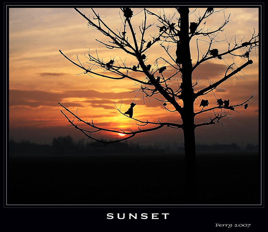 Tree-monto silhouette