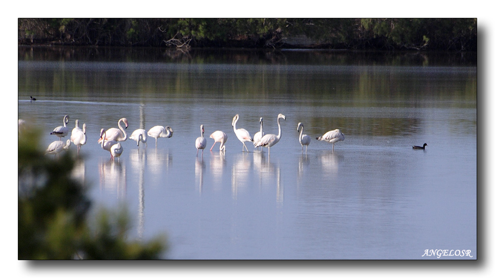 Fenicotteri Rosa   " Saline di Priolo SR "