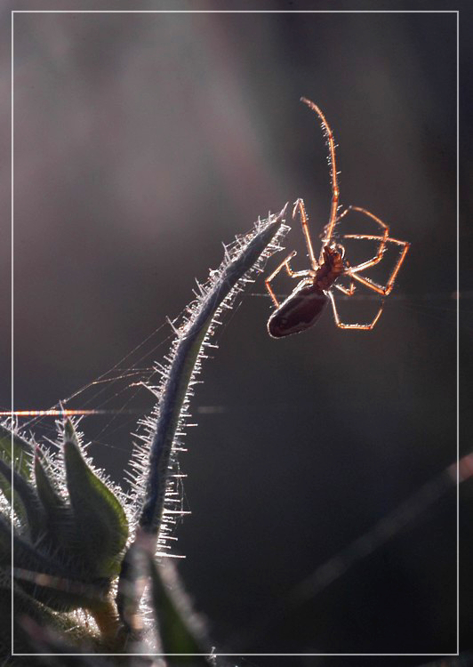 Lavorando per il pane