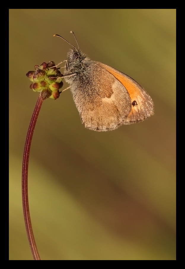 Satiride al tramonto