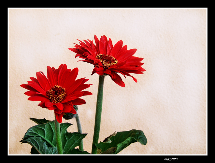 gerbera