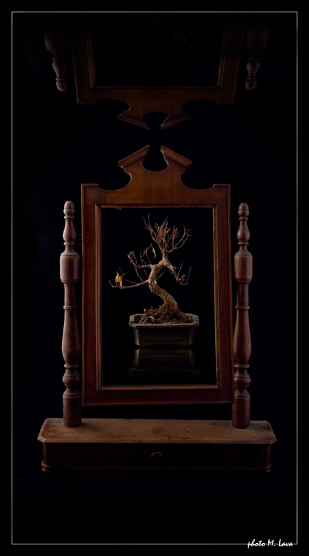 osselfir len ailamona