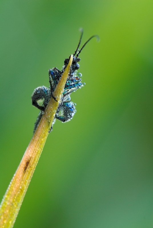 Oedemera nobilis maschio
