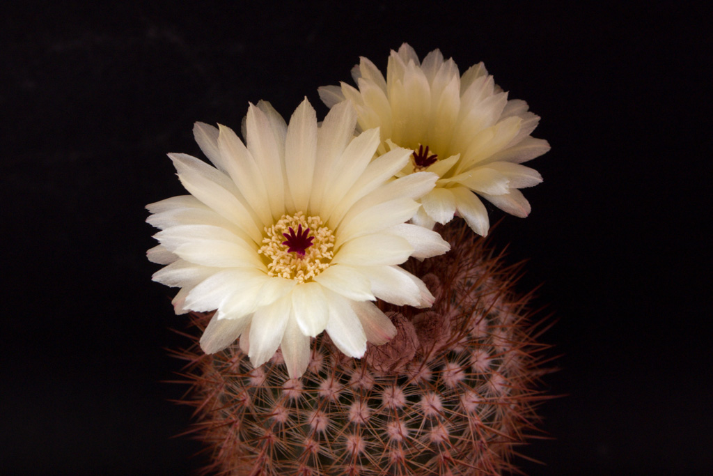 Notocactus schlosseri