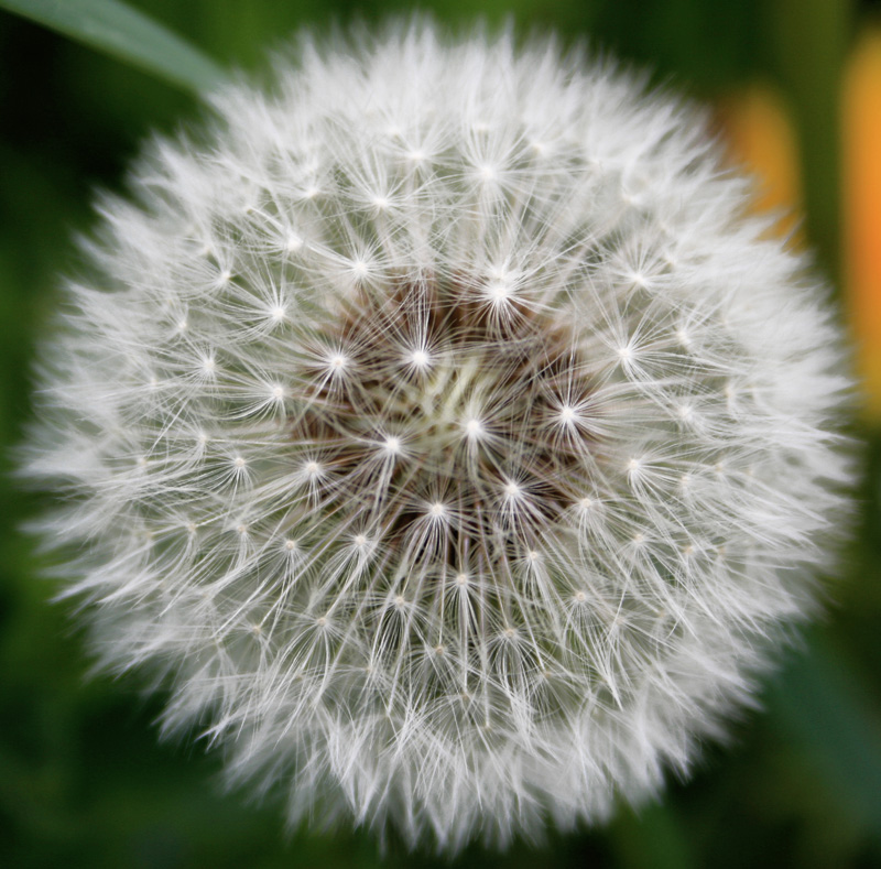 esprimi un desiderio e soffia...