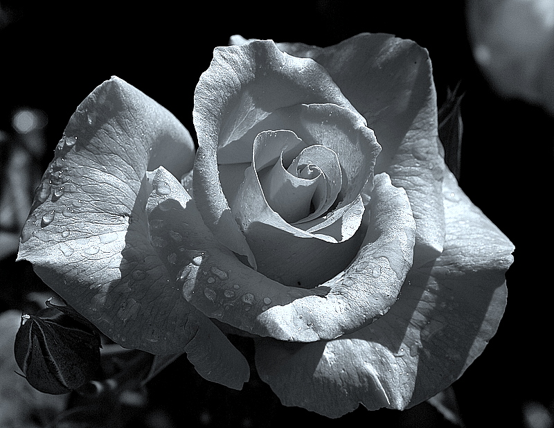 Rosa in b/n