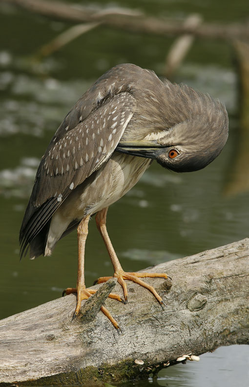 Renzo-Nitticora immatura