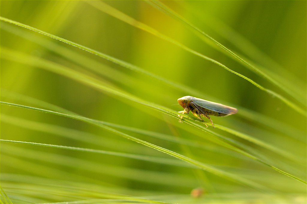 Naufrago in oceano verde