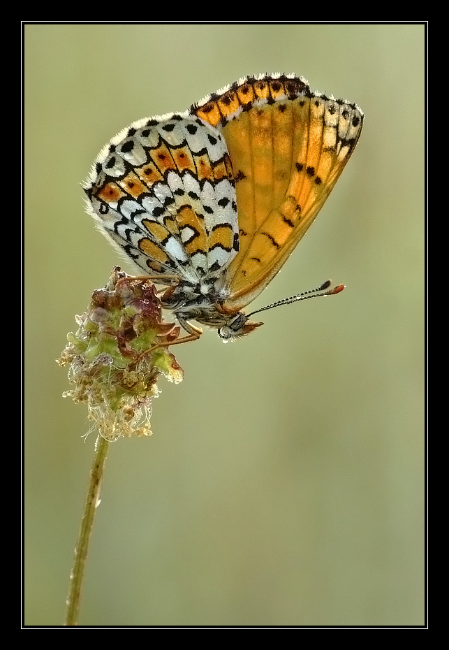 Melitaea cinxia al sole
