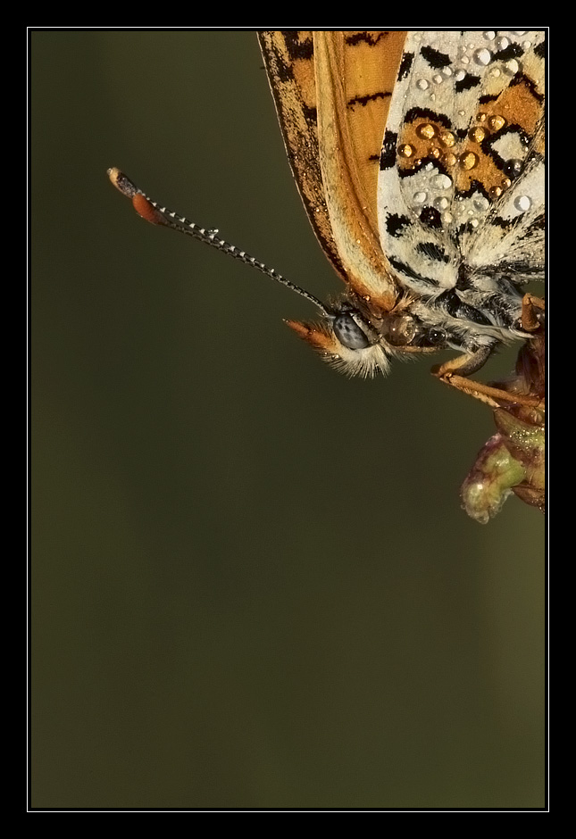 Melitaea cinxia