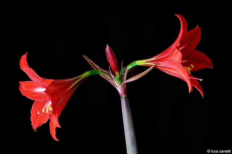 Lilium rosso