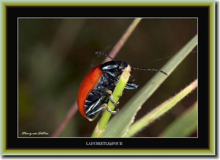 "Ladybeetle@four"