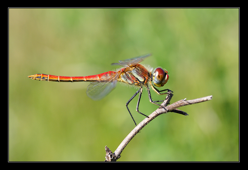dragonfly in red