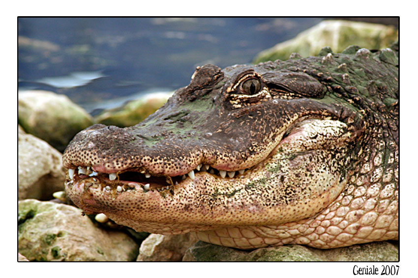 lo sguardo dell'alligatore