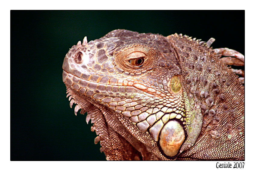 il riposo dell'iguana