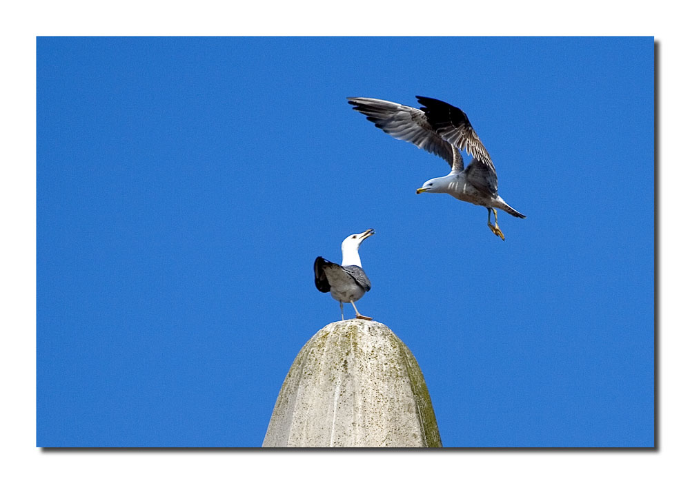 Guerre di territorio