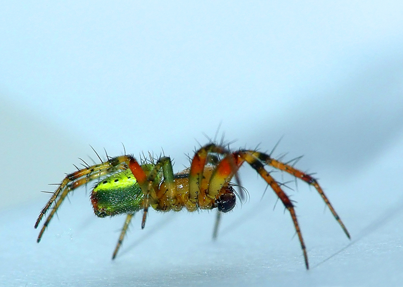 Coloratissimo!! Un mini reportage su un amico colorato.