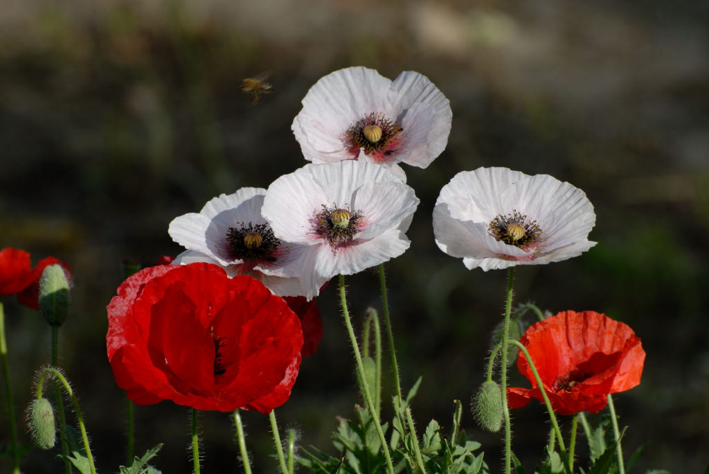 Papaveri bianchi. Ma anche no!