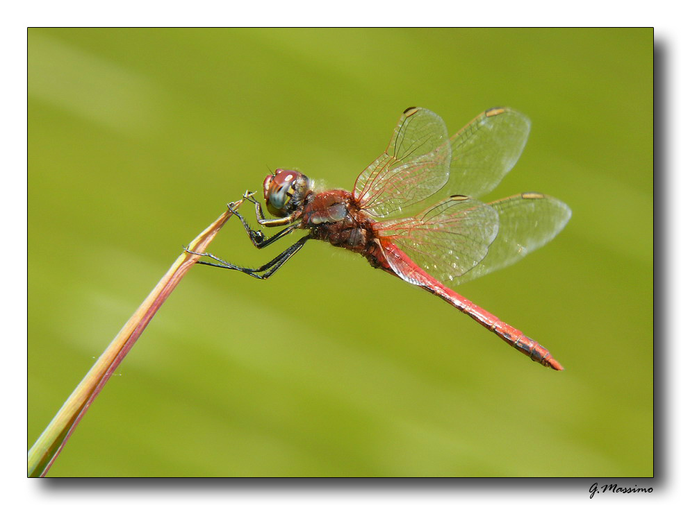 Red Dragonfly