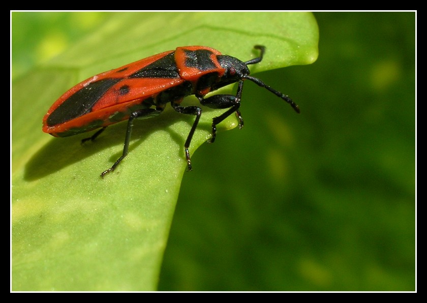 Indecisione sul trampolino