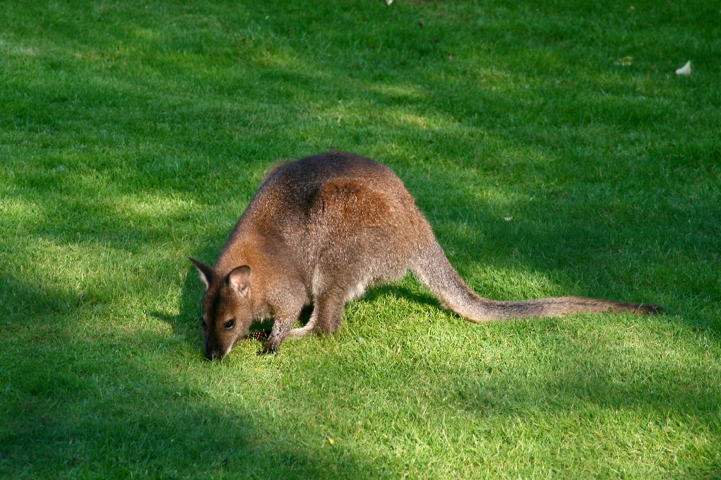 un canguro sul Brenta