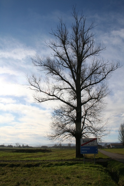 Albero. Via Emilia, nei pressi di Bagno.