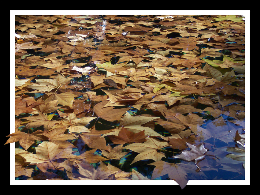 Foglie ... sotto vetro