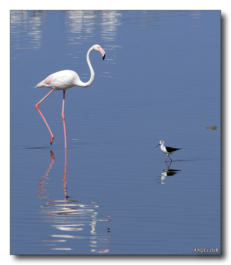 Fenicottero Rosa + Cavaliere D'Italia