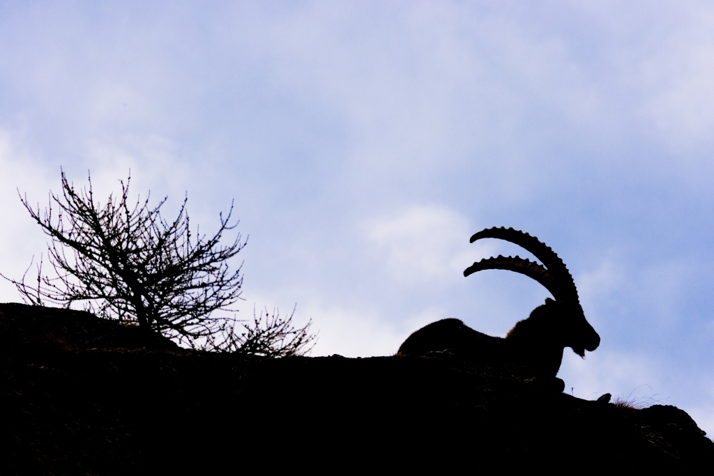 IMG_0470_20070428_Siluette