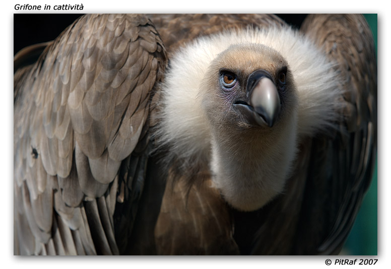 Grifone in cattivit�