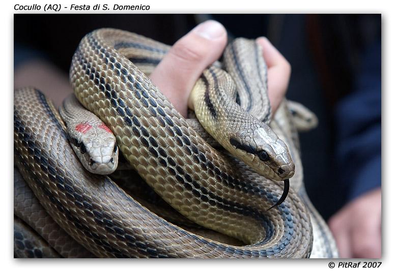 I Serpari di San Domenico