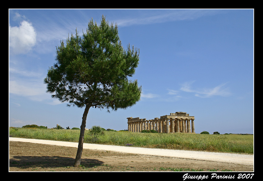 Albero a Selinunte (TP)